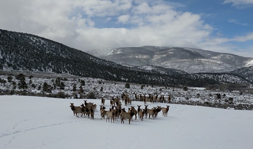 A herd of animals in the snow